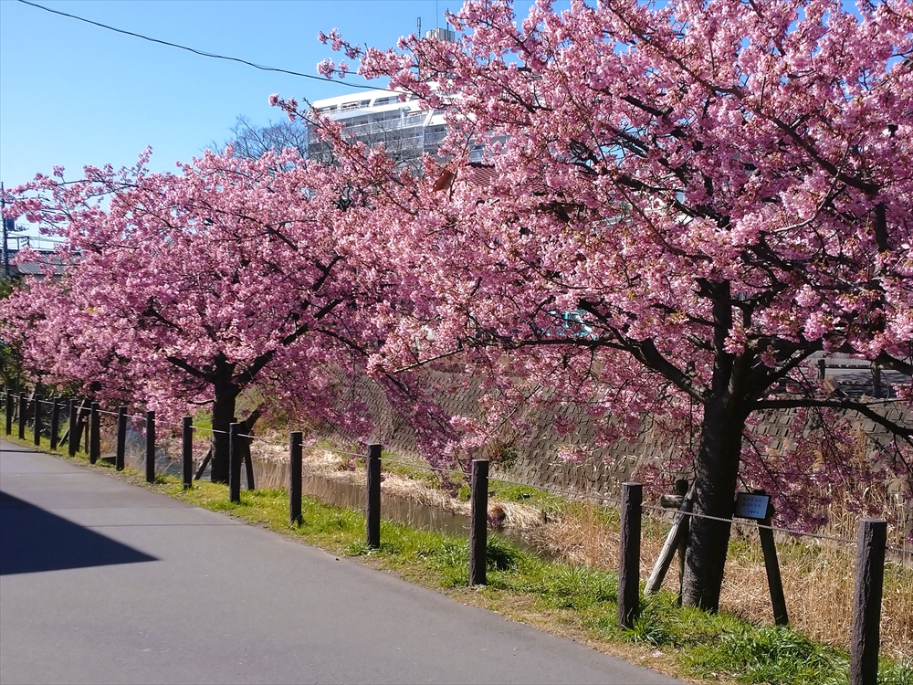 【松戸店】桜の季節になりました🌸